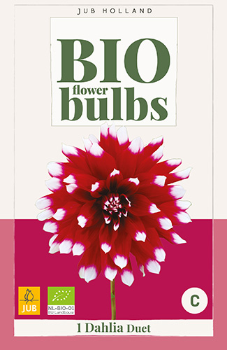 dahlia, dália, georgína, georgíny, dálie, hluza, hluzy