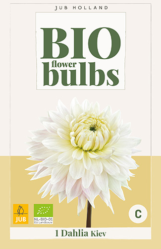 DÁLIA (GEORGÍNA) KIEV BIO - 1 ks