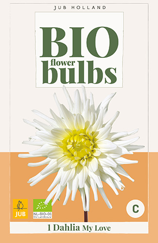 dahlia, dália, georgína, georgíny, dálie, hluza, hluzy, hluzy dalii, hluza georgin, hluza dalie, hluza georginy, hluzy georgin, cactus, kaktusovitá, kaktusová, bio dalia, my love