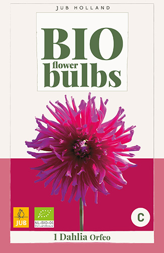 DÁLIA (GEORGÍNA) ORFEO BIO - 1 ks