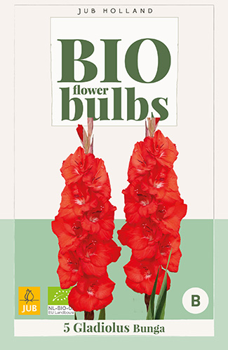 GLADIOLY BUNGA BIO - 5 ks