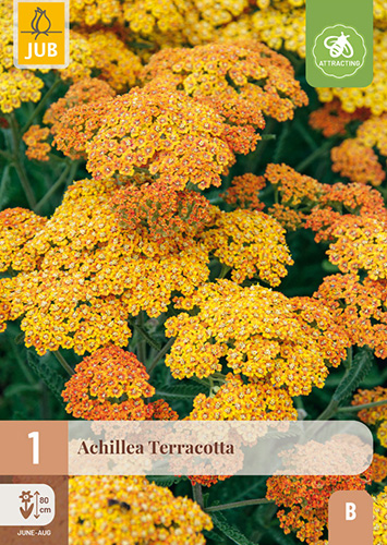 ACHILLEA TERRACOTTA - 1 ks