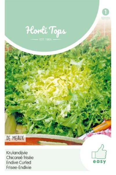 Semená endívia, kuceravá endívia, endívia,