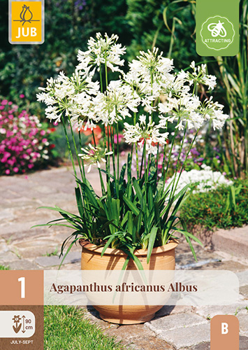 AGAPANTHUS AFRICANUS ALBUS - 1 ks