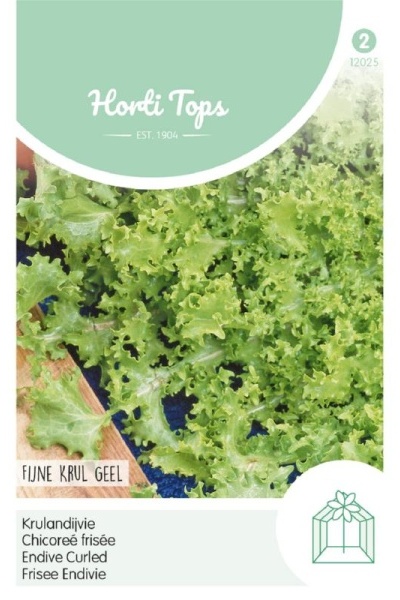 Semená endívia, kuceravá endívia, endívia de Meaux,