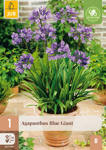 AGAPANTHUS BLUE GIANT - 1 ks