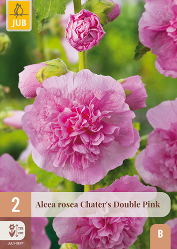 ALCEA ROSEA DOUBLE PINK - 2 ks