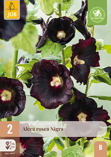 ALCEA ROSEA NIGRA - 2 ks