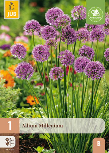 ALLIUM MILLENIUM - 1 ks