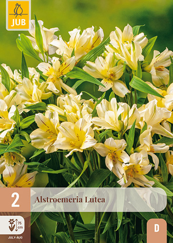 ALSTROEMERIA LUTEA - 2 ks
