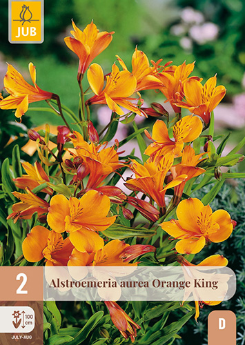 ALSTROEMERIA ORANGE KING - 2 ks