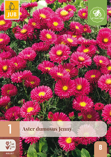 ASTER DUMOSUS JENNY - 1 ks