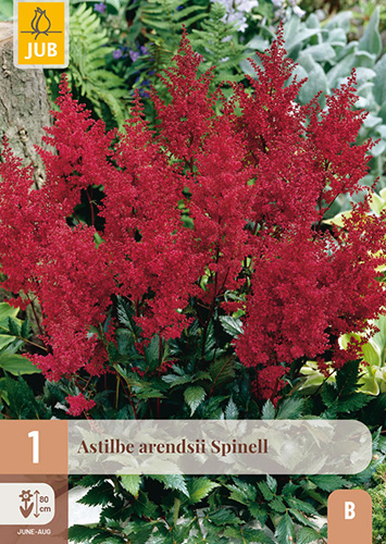 ASTILBE ARENDSII SPINELL - 1 ks