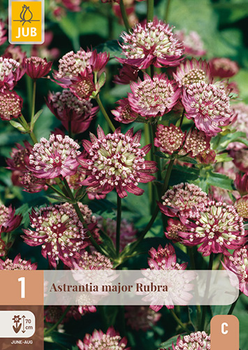 ASTRANTIA MAJOR RUBRA - 1 ks