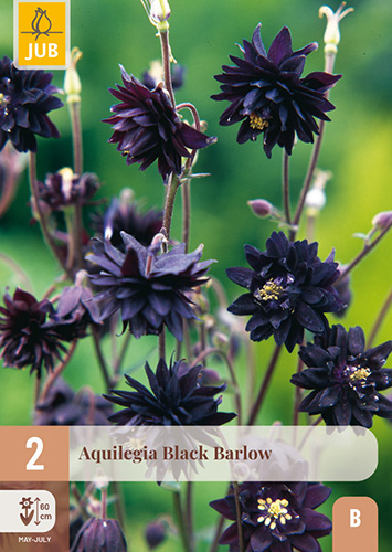 AQUILEGIA BLACK BARLOW - 2 ks