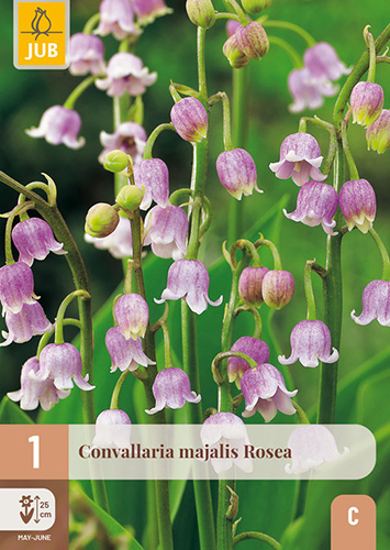 CONVALLARIA MAJALIS ROSEA - 1 ks