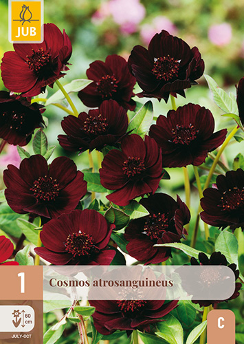 COSMOS ATROSANGUINEUS - 1 ks