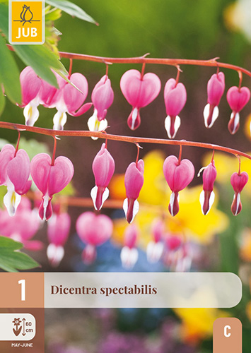 DICENTRA SPECTABILIS - 1 ks