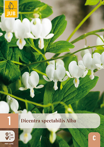 DICENTRA SPECTABILIS ALBA - 1 ks