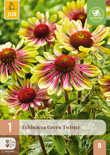 ECHINACEA GREEN TWISTER - 1 ks