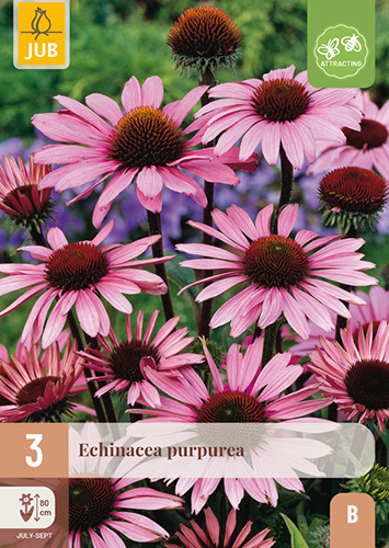 ECHINACEA PURPUREA - 3 ks