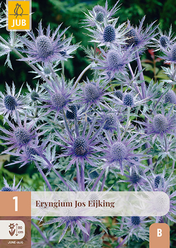 ERYNGIUM JOS EIJKING - 1 ks