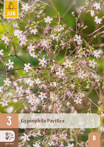 GYPSOPHILA PACIFICA - 3 ks