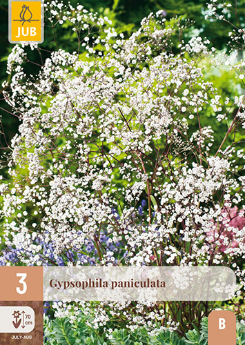 GYPSOPHILA PANICULATA - 3 ks