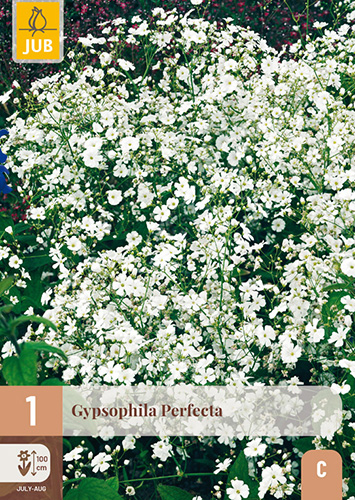GYPSOPHILA PERFECTA - 1 ks