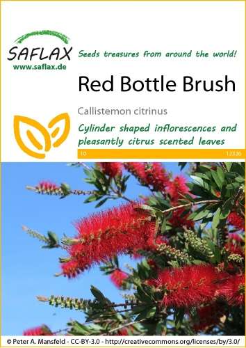 Tyčinkovec kopijovitý, Callistemon citrinus, cca 400 semien