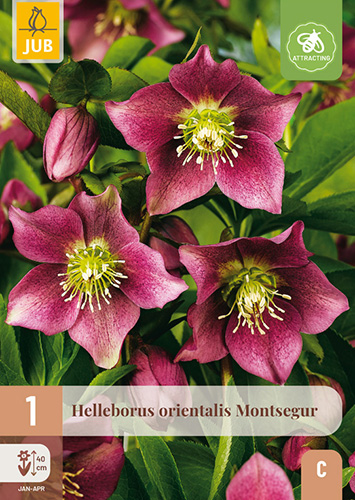 HELLEBORUS ORIENTALIS MONTSEGUR - 1 ks