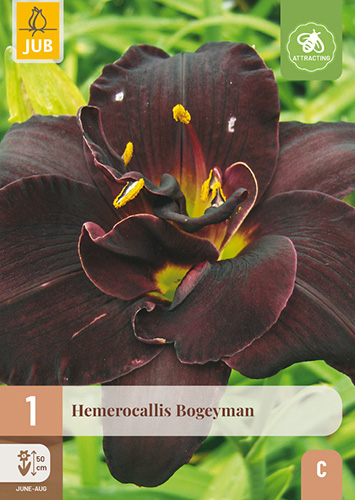 HEMEROCALLIS BOGEYMAN - 1 ks