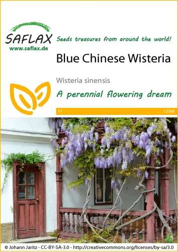 Vistéria čínska (Wisteria sinensis)