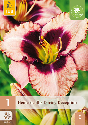 HEMEROCALLIS DARING DECEPTION - 1 ks