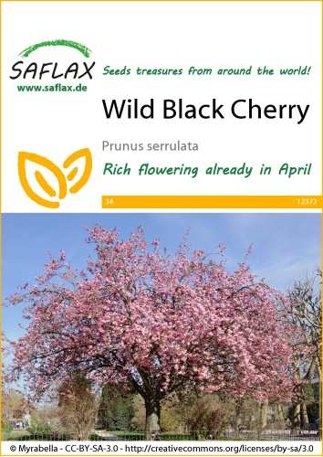 Čerešňa pílkatá, Prunus serrulata 30 semien