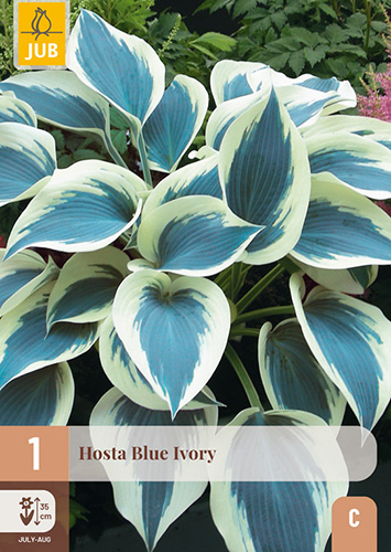 HOSTA BLUE IVORY - 1 ks