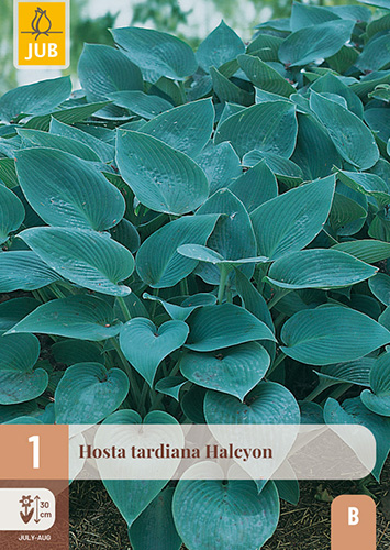 HOSTA TARDIANA HALCYON - 1 ks