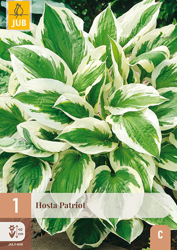 HOSTA PATRIOT - 1 ks