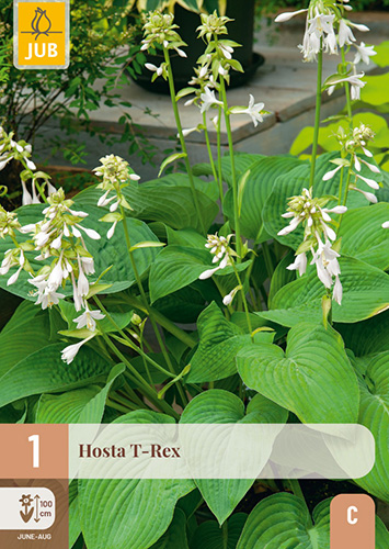 HOSTA T-REX - 1 ks