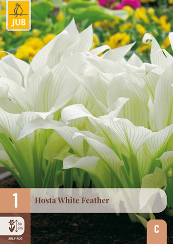 HOSTA WHITE FEATHER - 1 ks