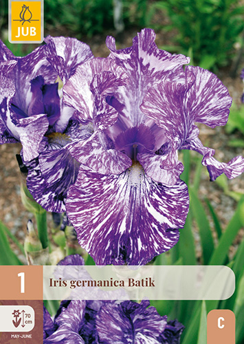 IRIS GERMANICA BATIK - 1 ks