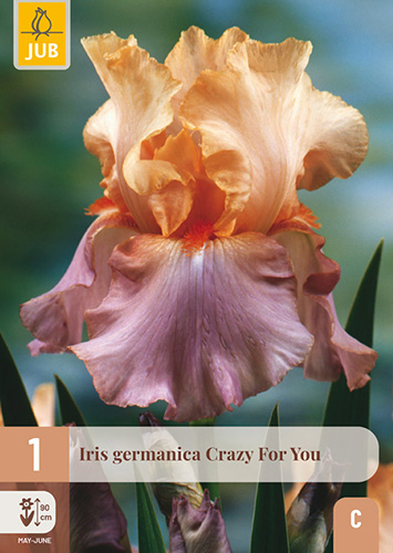IRIS GERMANICA CRAZY FOR YOU - 1 ks