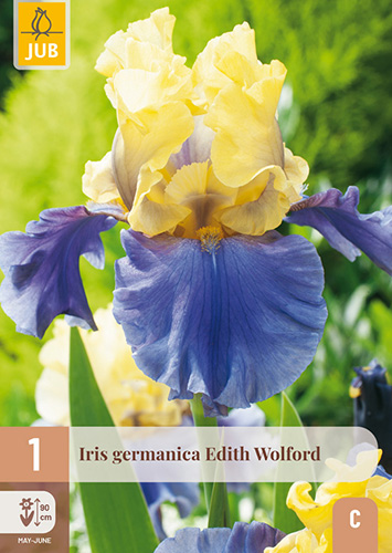 IRIS GERMANICA EDITH WOLFORD - 1 ks