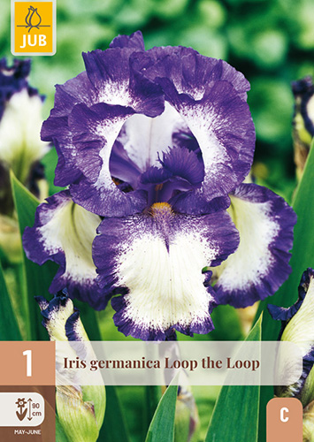 IRIS GERMANICA LOOP THE LOOP - 1 ks