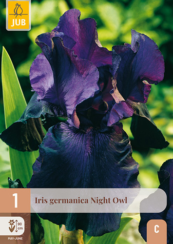 IRIS GERMANICA NIGHT OWL - 1 ks
