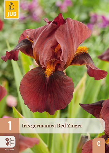 IRIS GERMANICA RED ZINGER - 1 ks