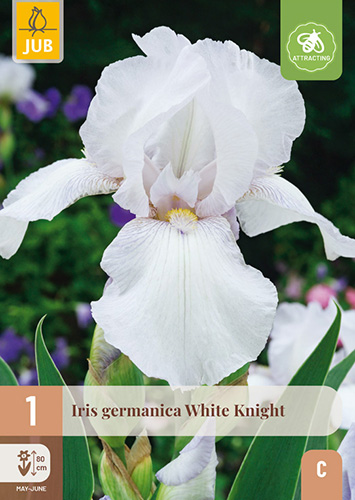 IRIS GERMANICA WHITE KNIGHT - 1 ks