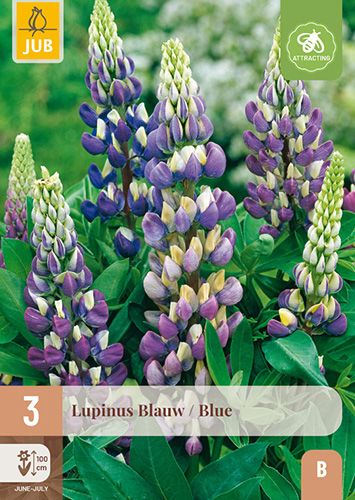 LUPINUS BLUE - 3 ks
