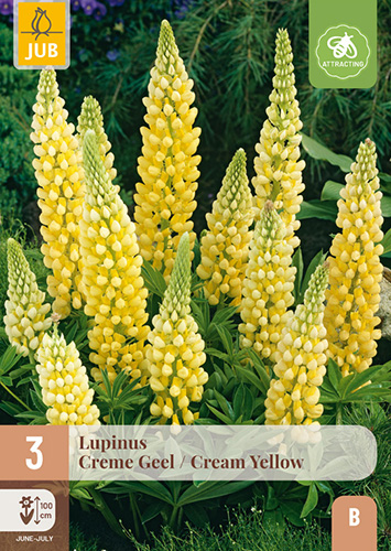 LUPINUS CREME YELLOW - 3 ks