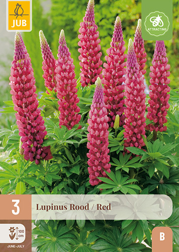 LUPINUS RED - 3 ks